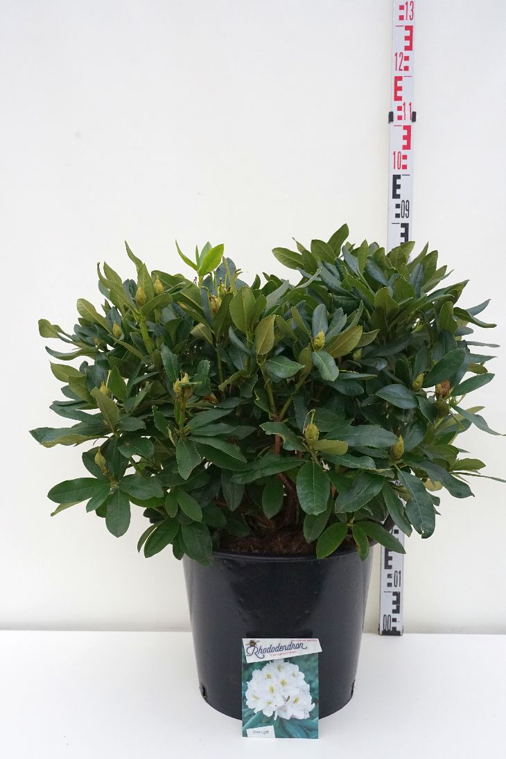 Rhododendron &