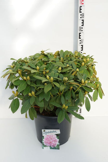 Rhododendron (Y) &