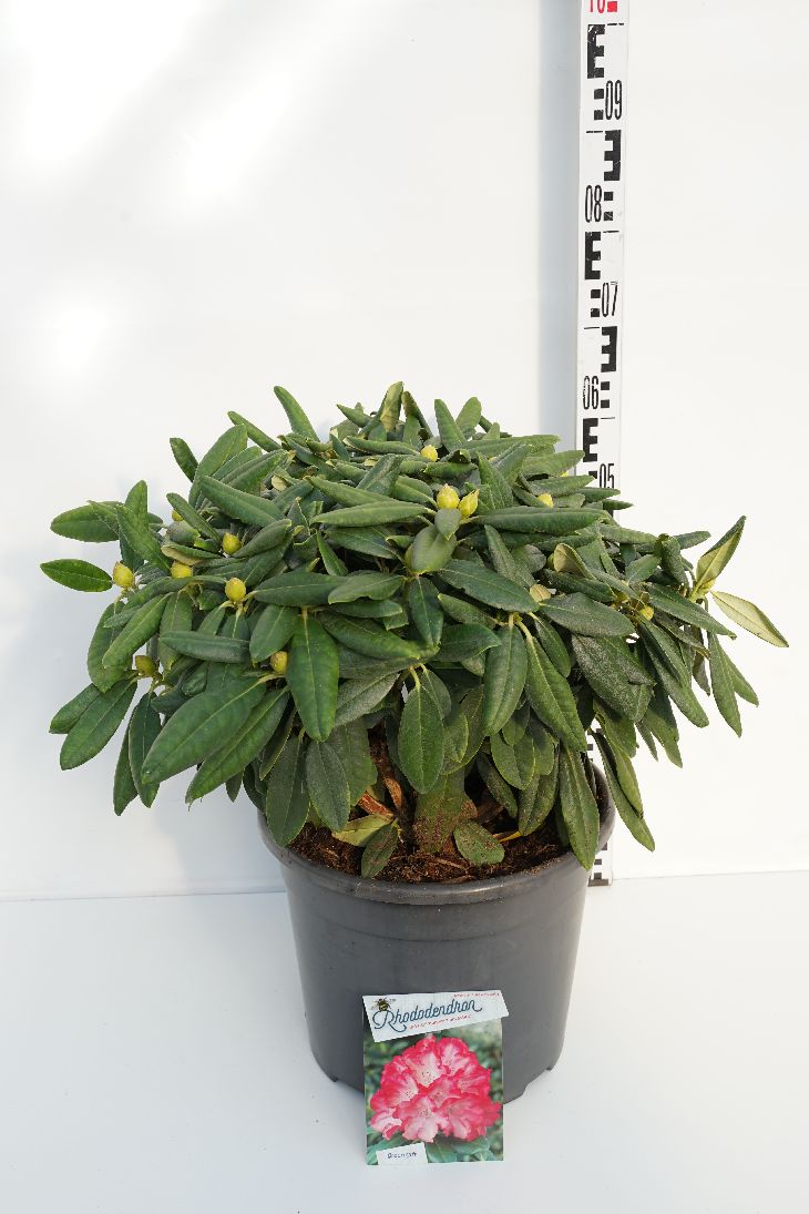Rhododendron (Y) &