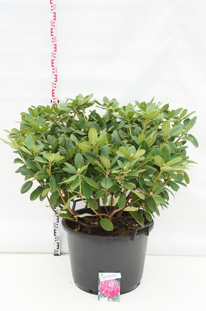 Rhododendron &