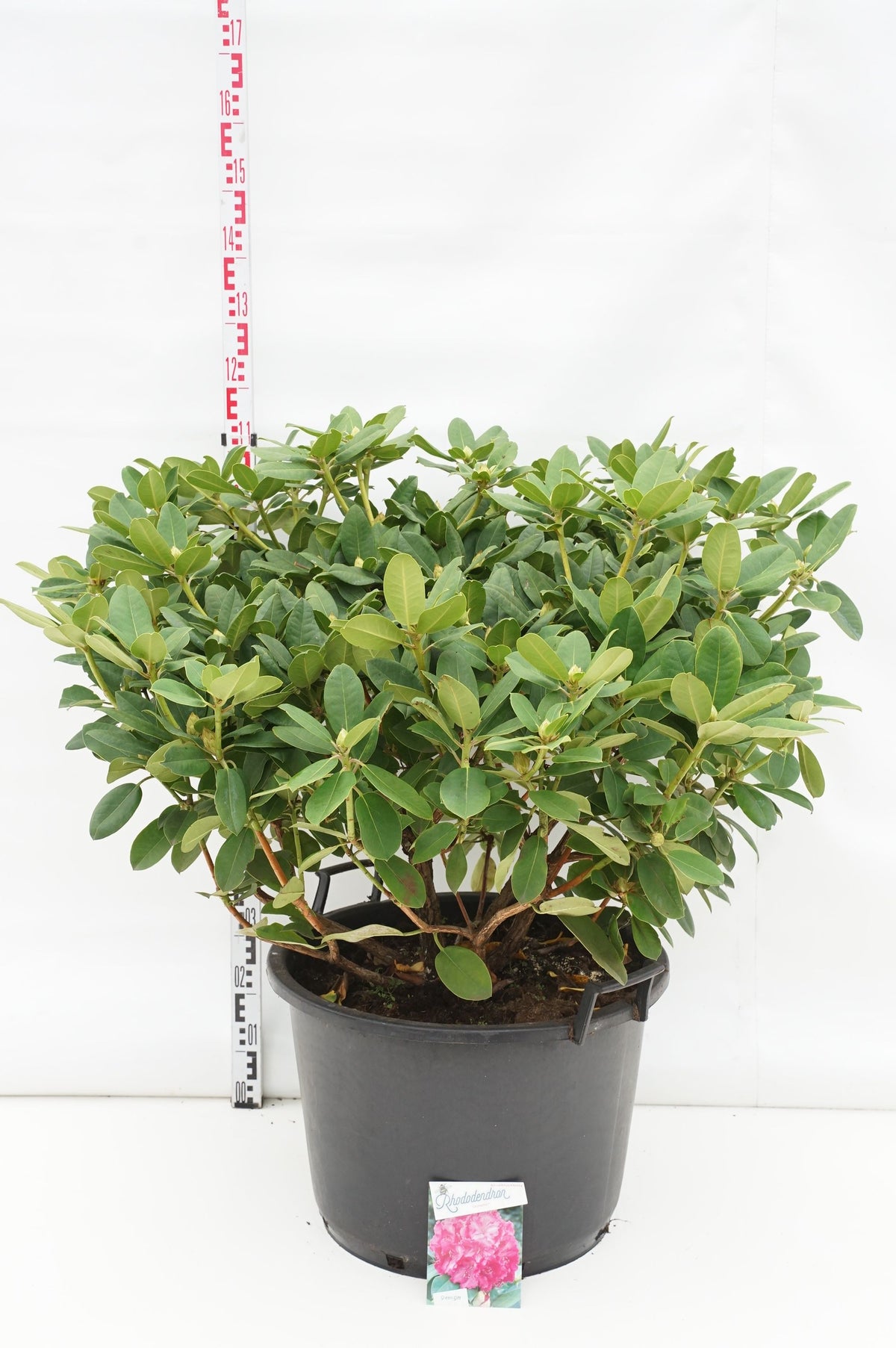 Rhododendron &