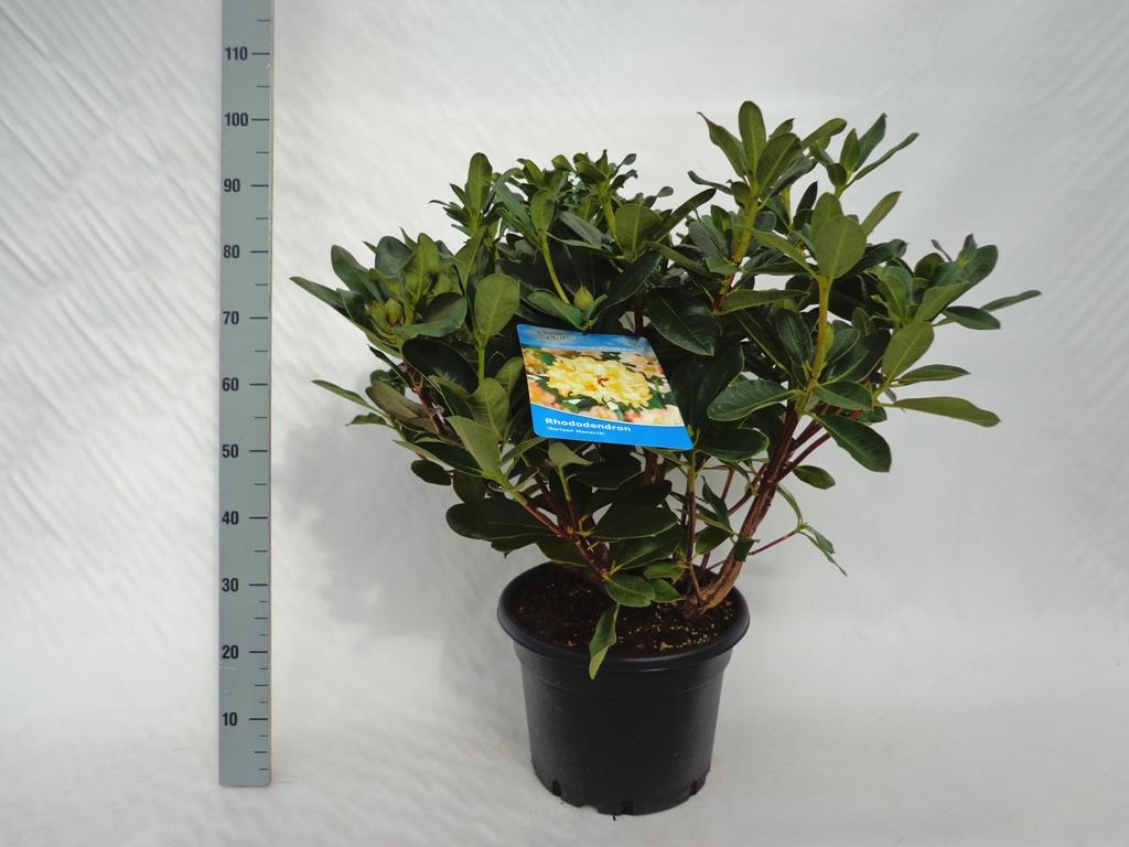 Rhododendron &