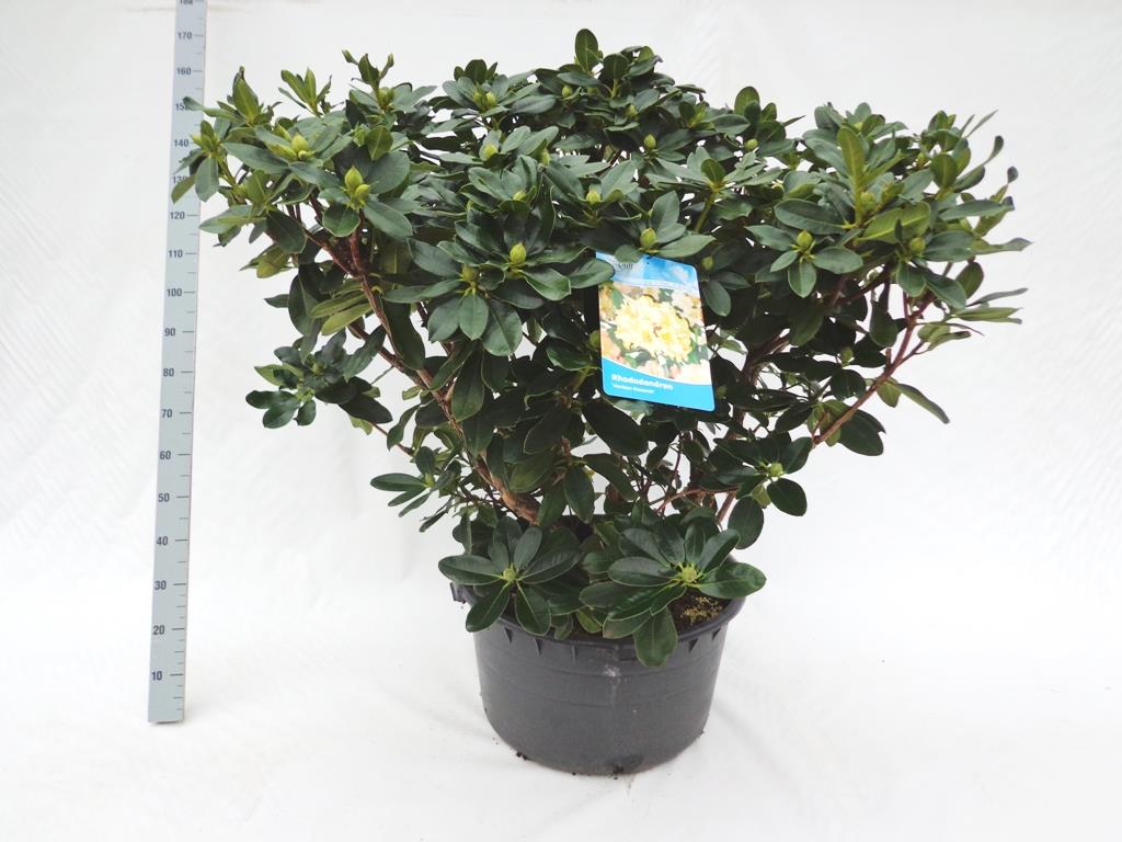 Rhododendron &