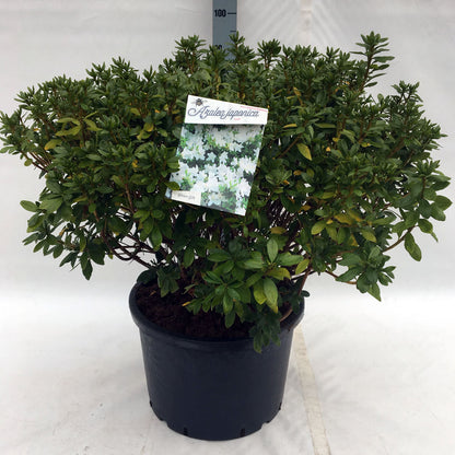 Rhododendron (AJ) &