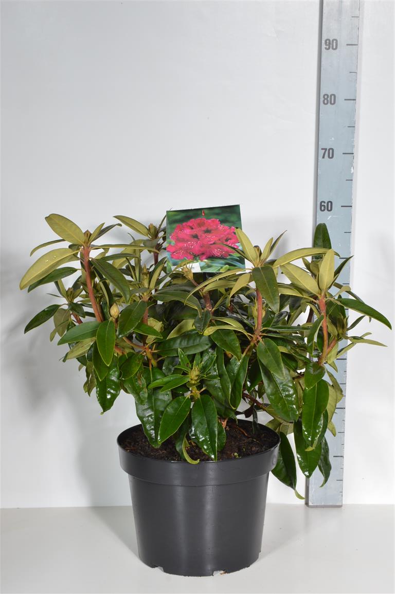 Rhododendron &