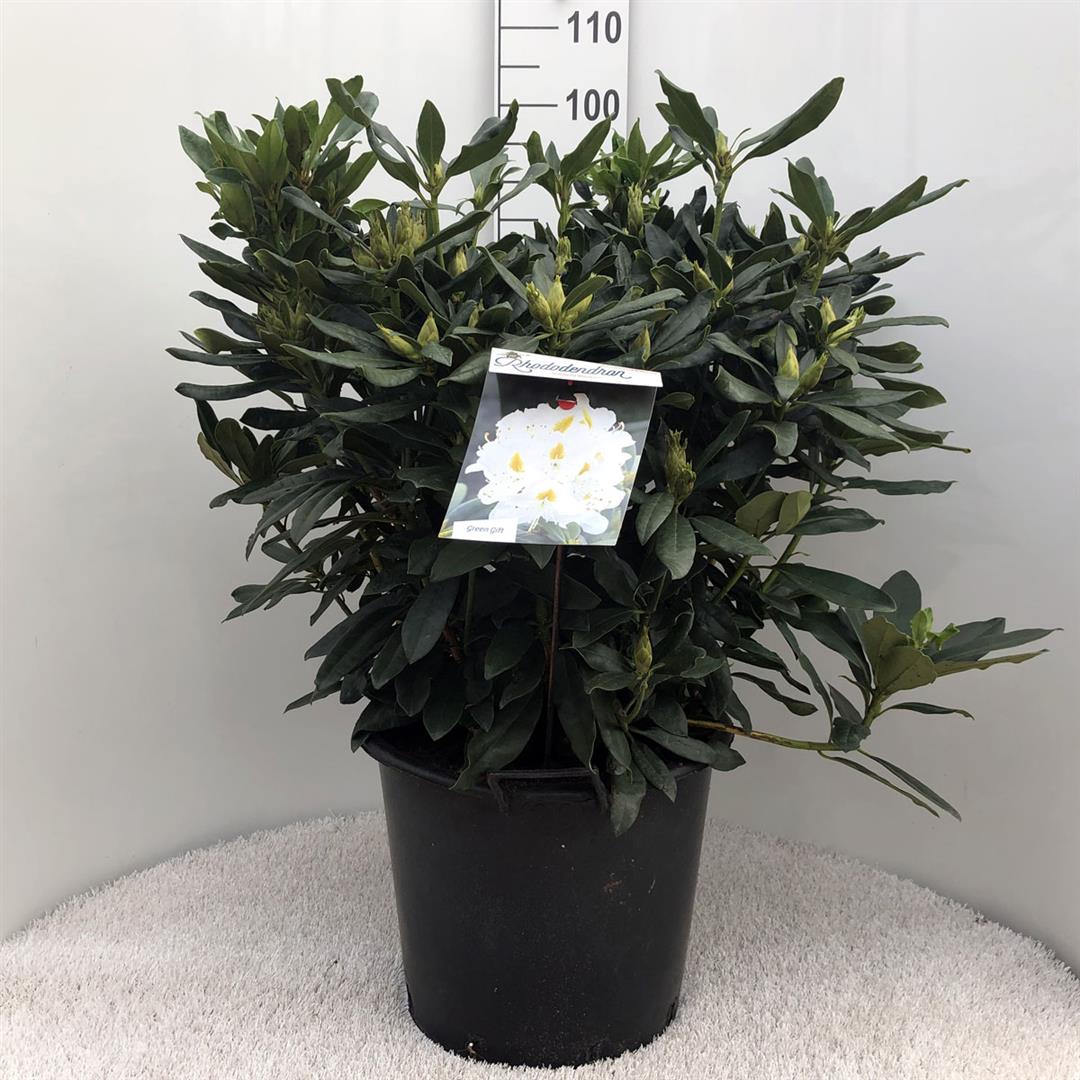 Rhododendron &