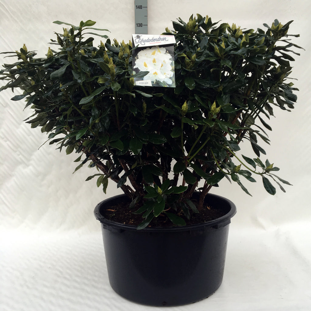 Rhododendron &
