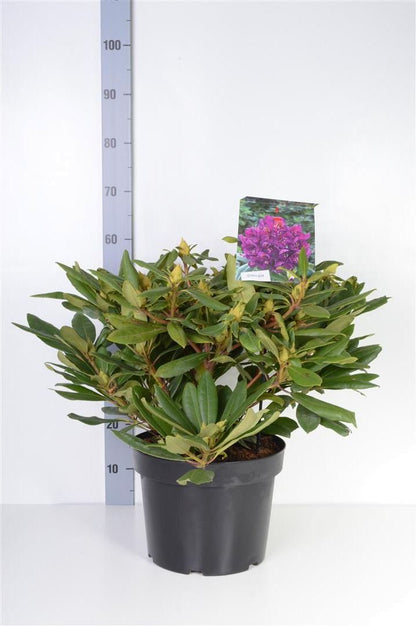 Rhododendron &