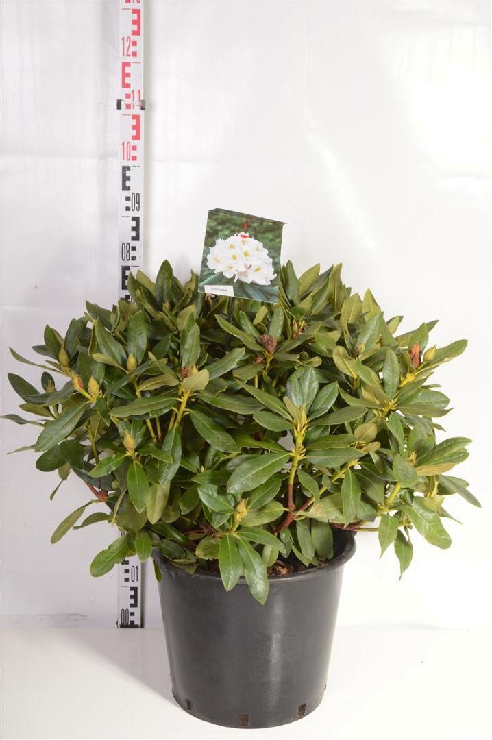 Rhododendron &