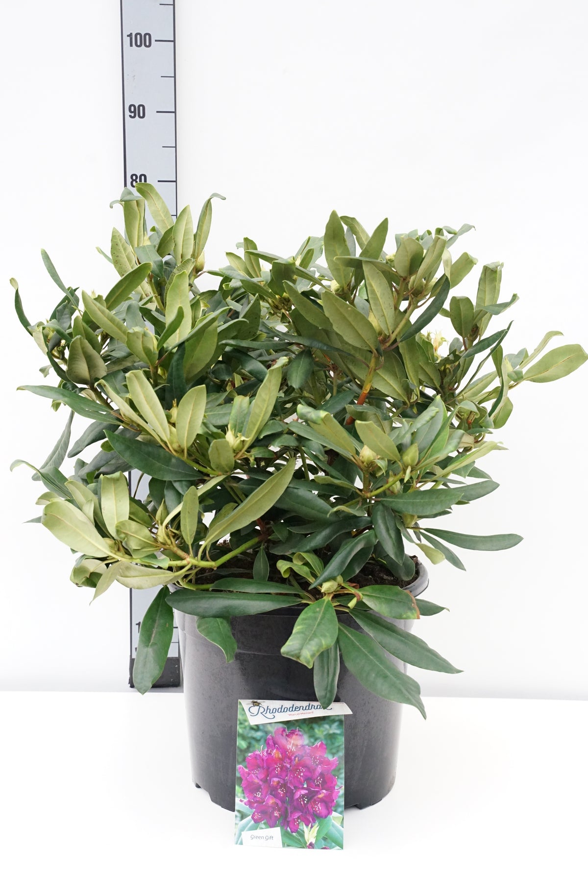 Rhododendron &