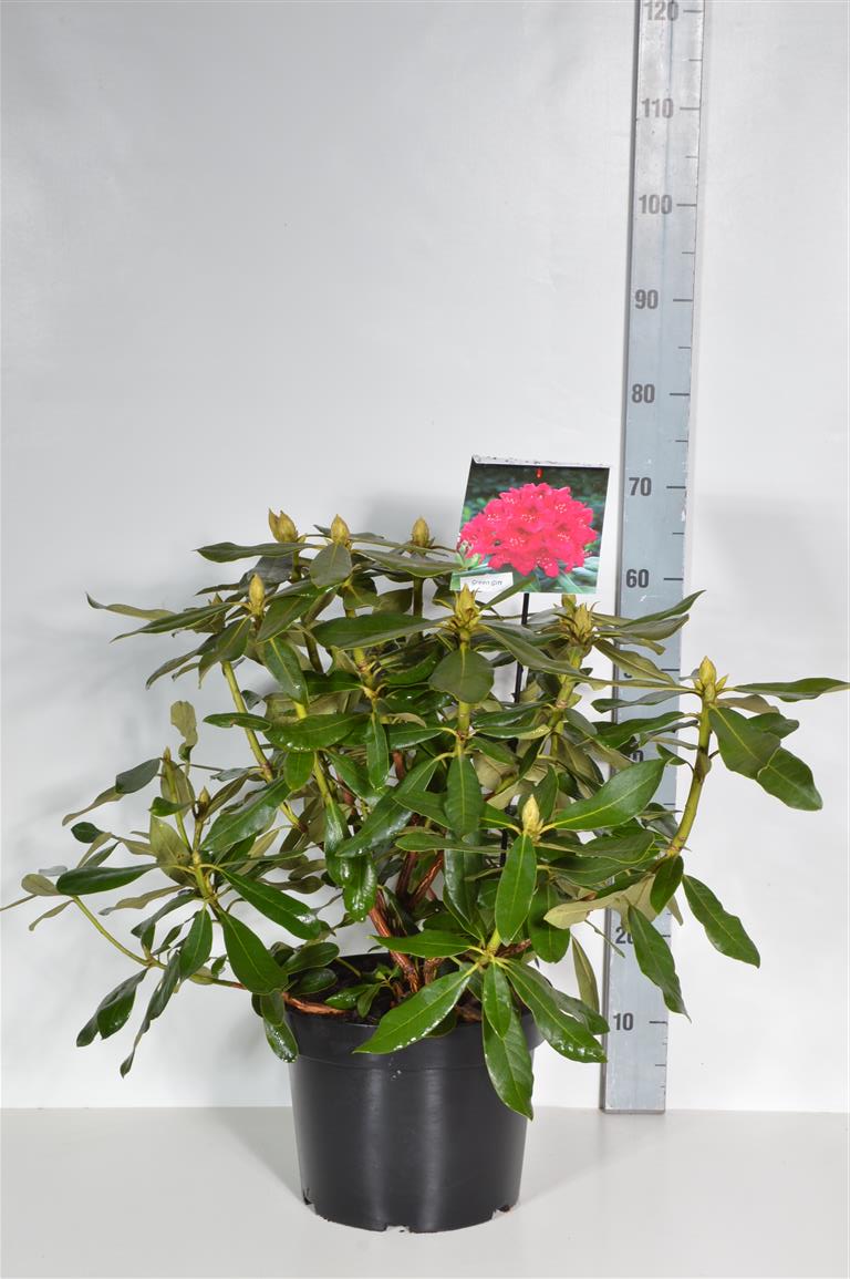 Rhododendron &