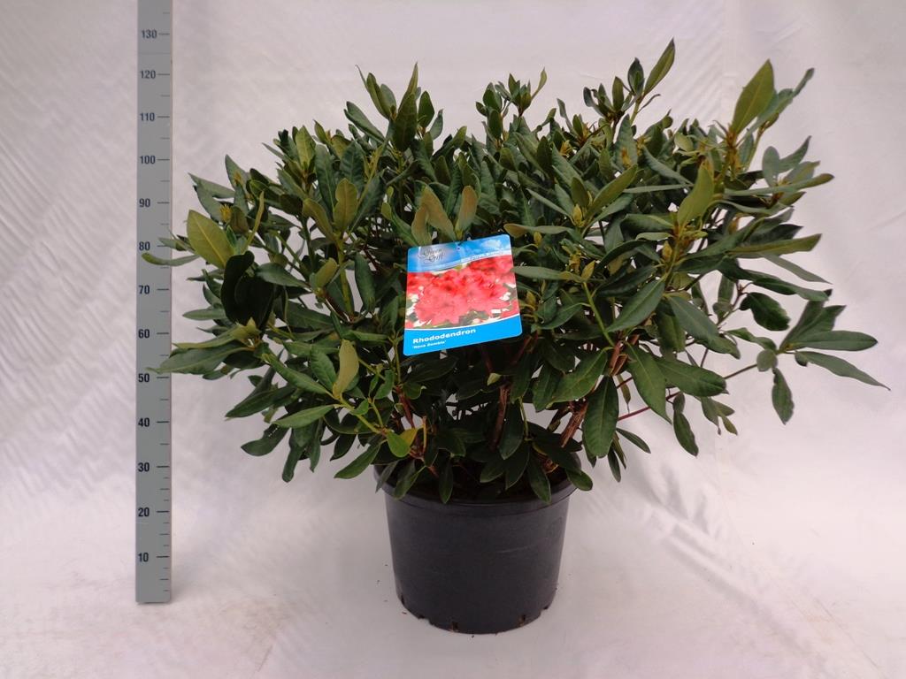 Rhododendron &