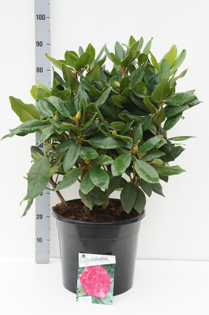 Rhododendron &