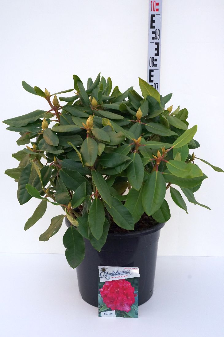 Rhododendron &