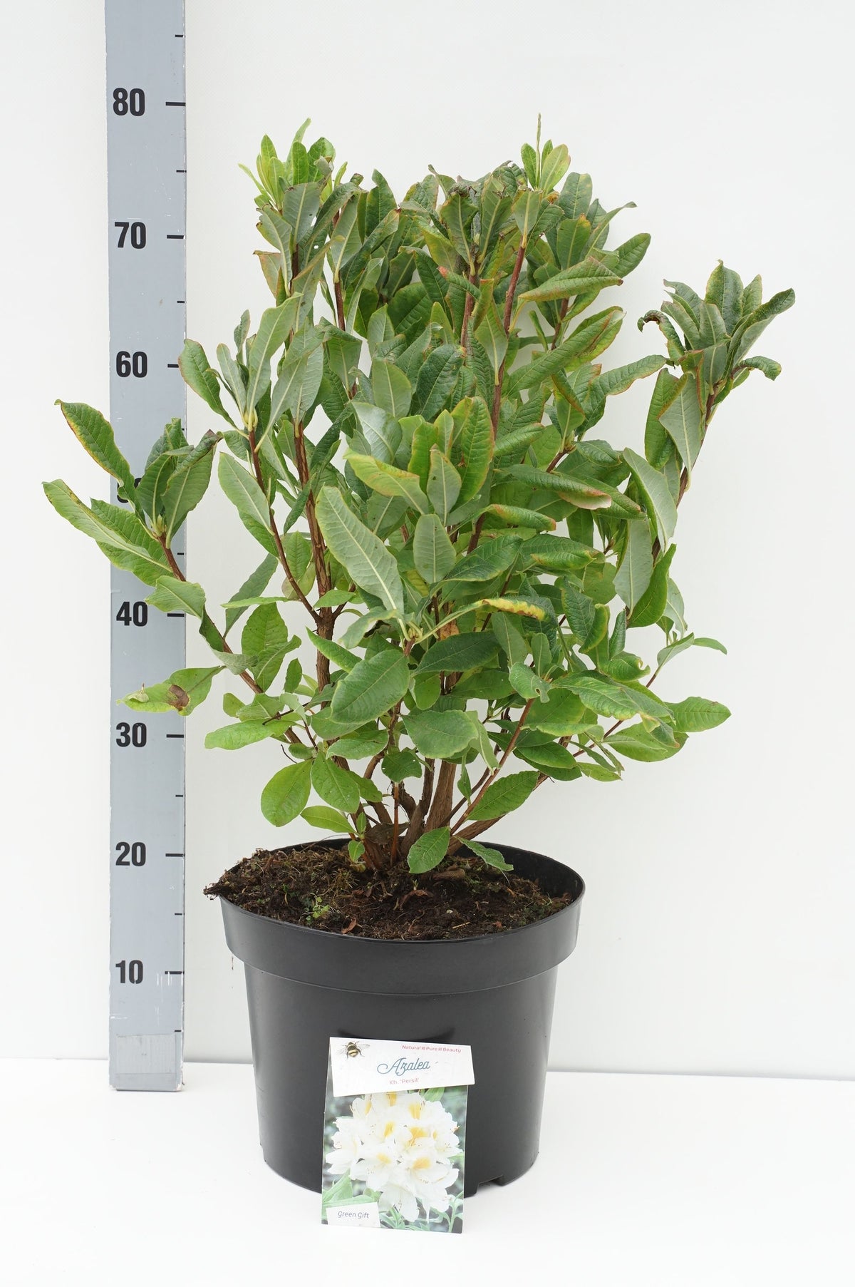 Rhododendron (AK) &
