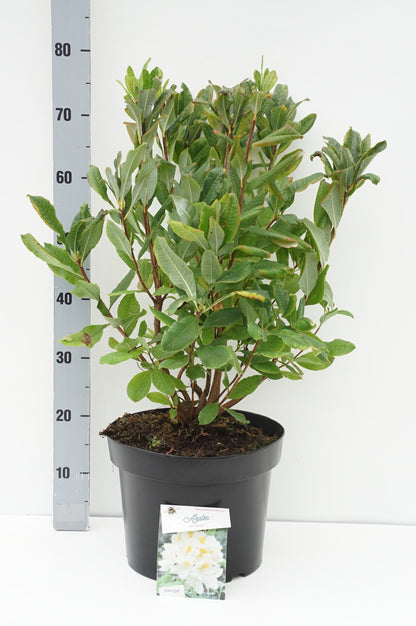 Rhododendron &