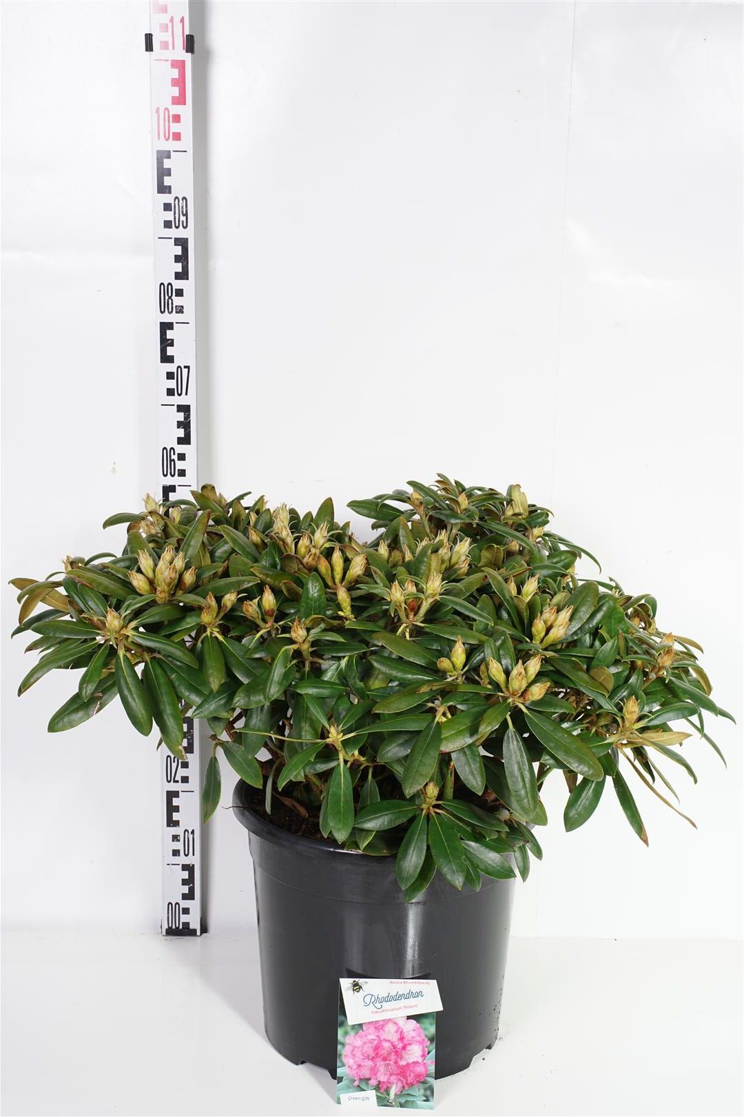 Rhododendron (Y) &