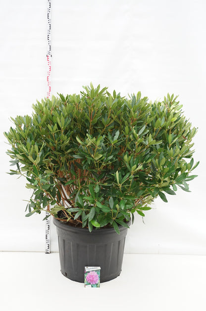 Rhododendron ponticum C135 (135 liters kruka) 100-120 cm
