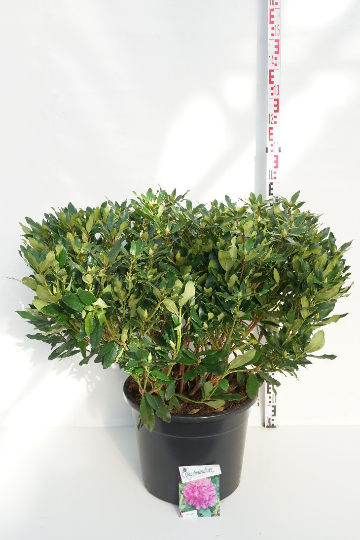 Rhododendron ponticum C40 (40 liters kruka) 80-100 cm