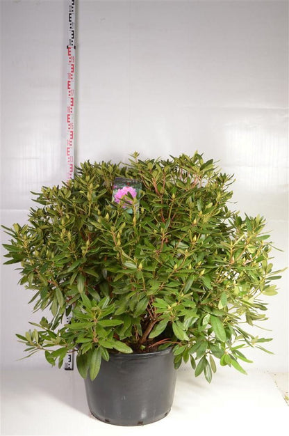 Rhododendron ponticum C80 (80 liters kruka) 100+ cm