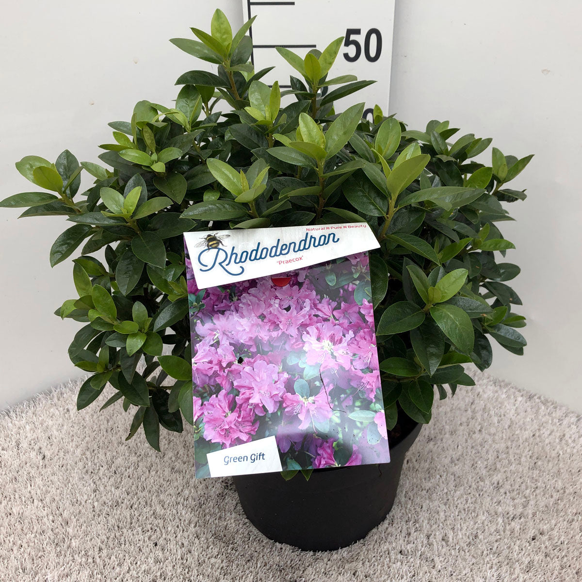 Rhododendron &