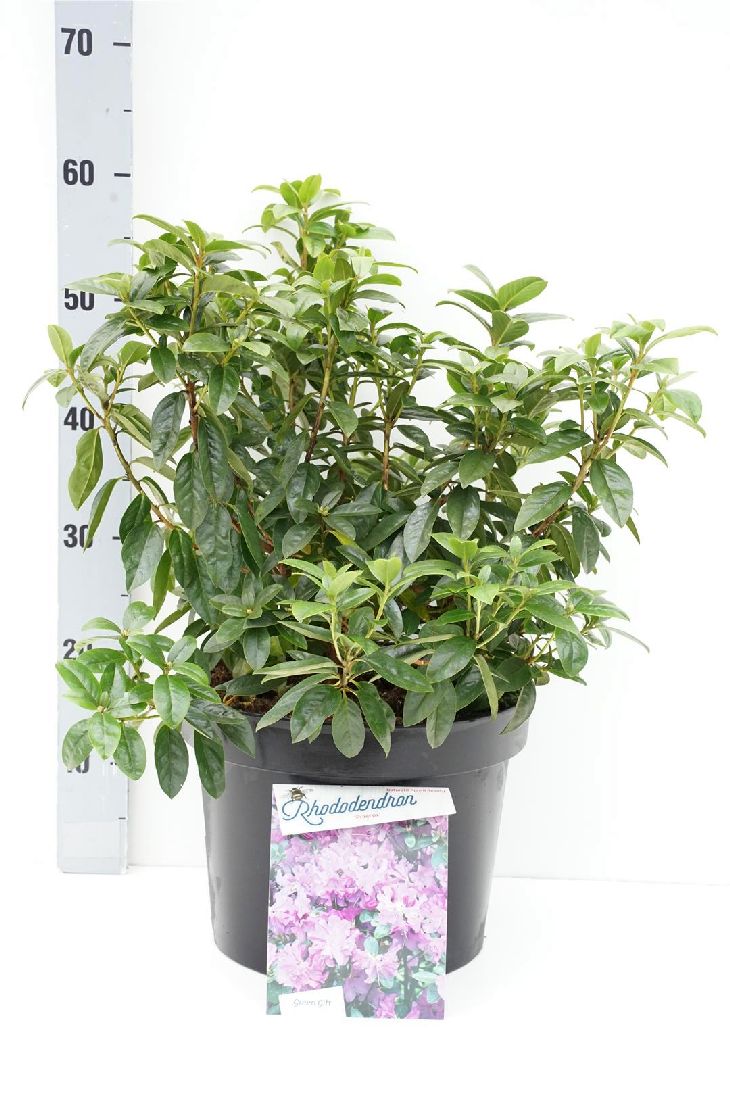 Rhododendron &