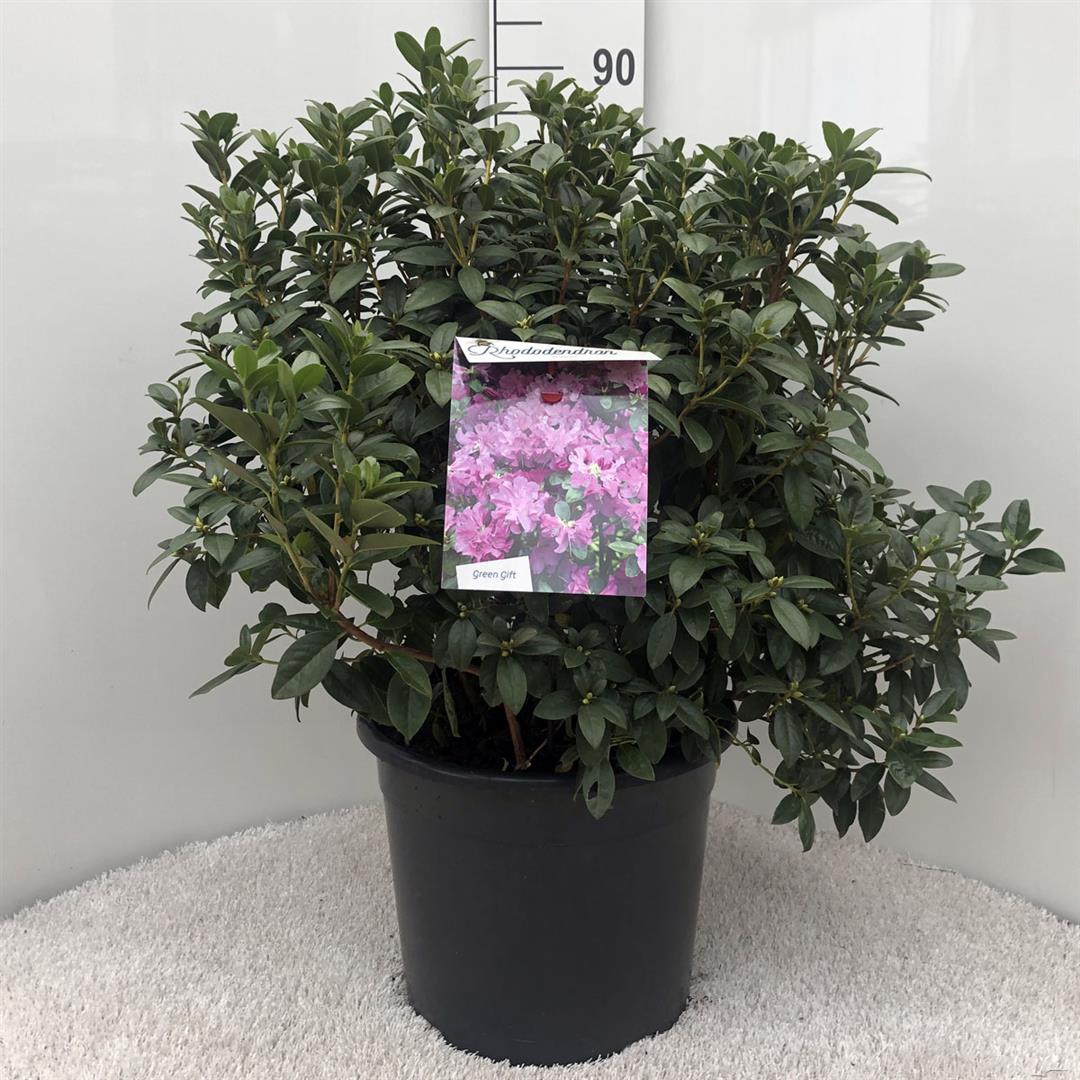 Rhododendron &