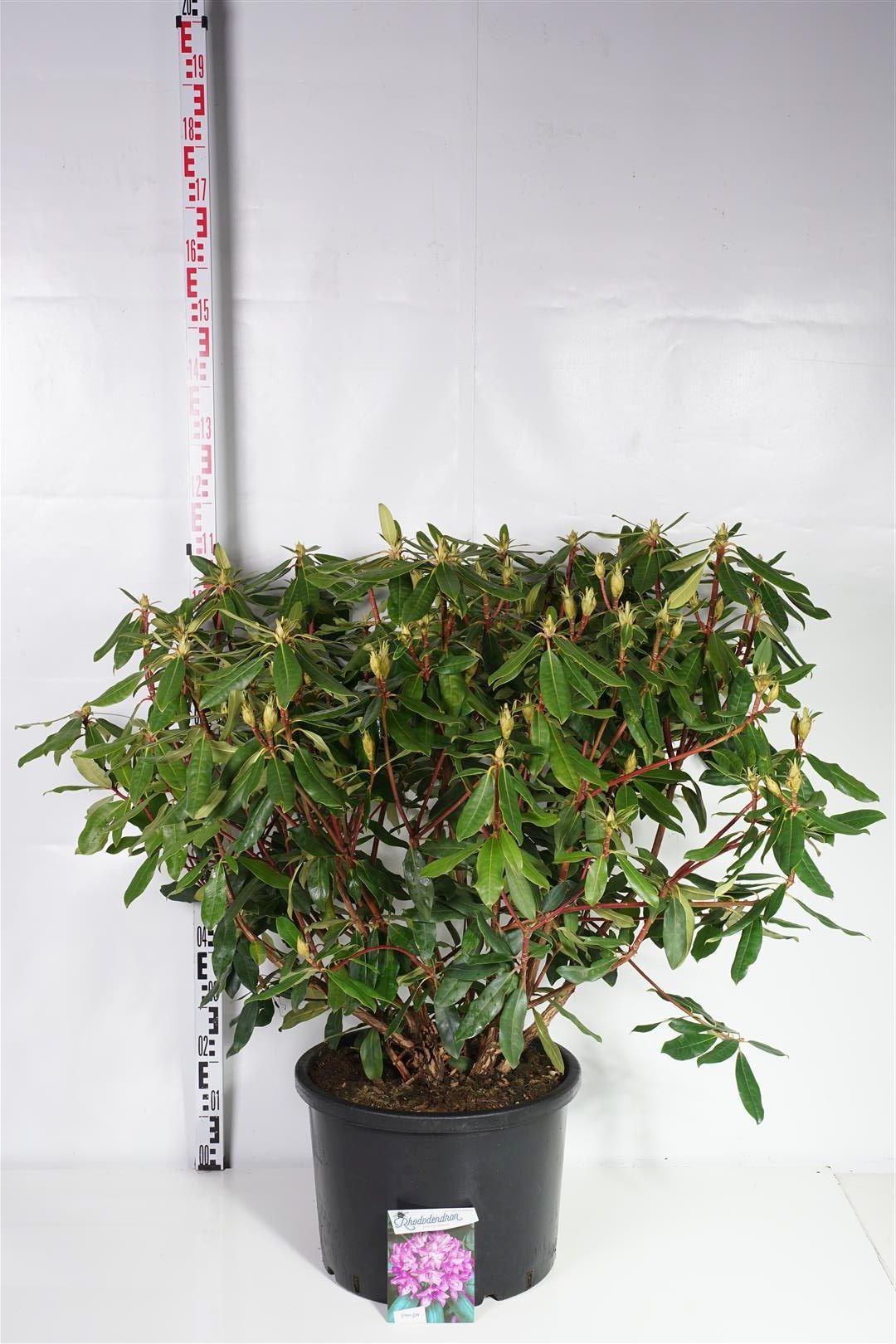 Rhododendron ponticum &