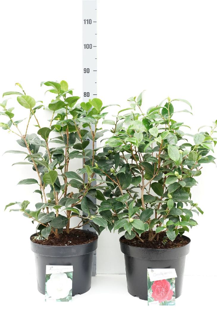 Rhododendron ponticum &