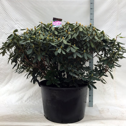 Rhododendron ponticum &