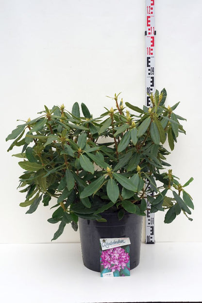 Rhododendron ponticum &