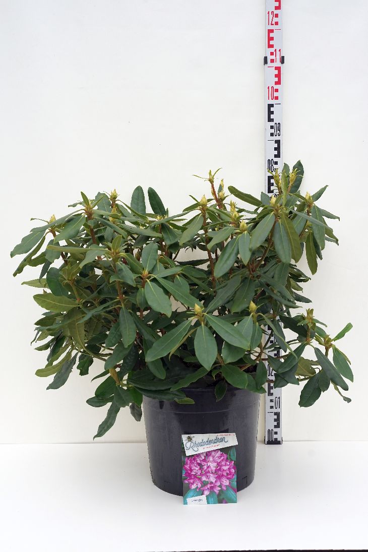 Rhododendron pont. &