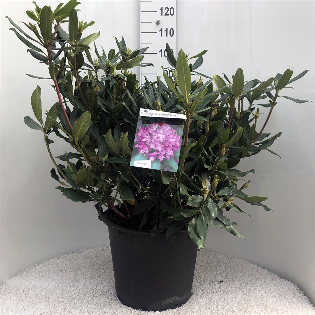 Rhododendron pont. &