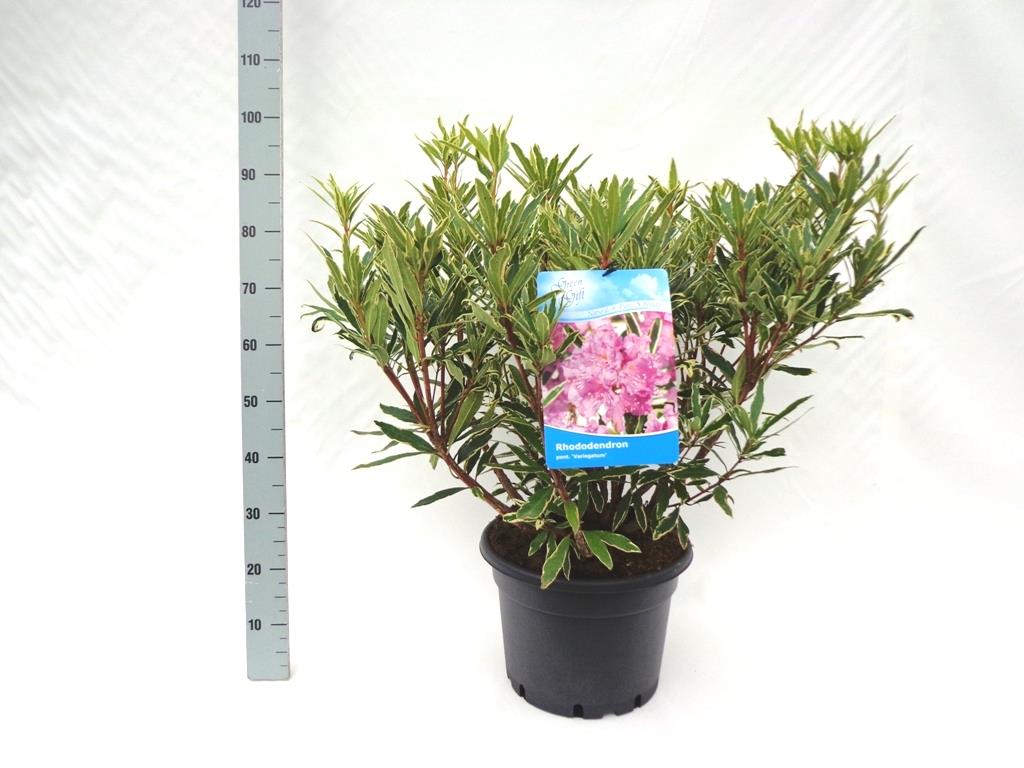 Rhododendron ponticum &