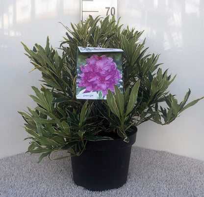 Rhododendron pont. &