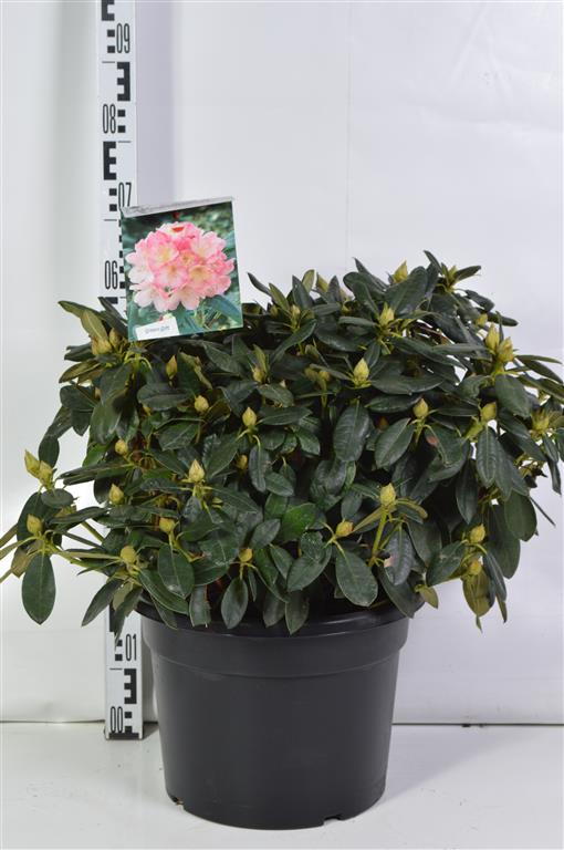 Rhododendron (Y) &
