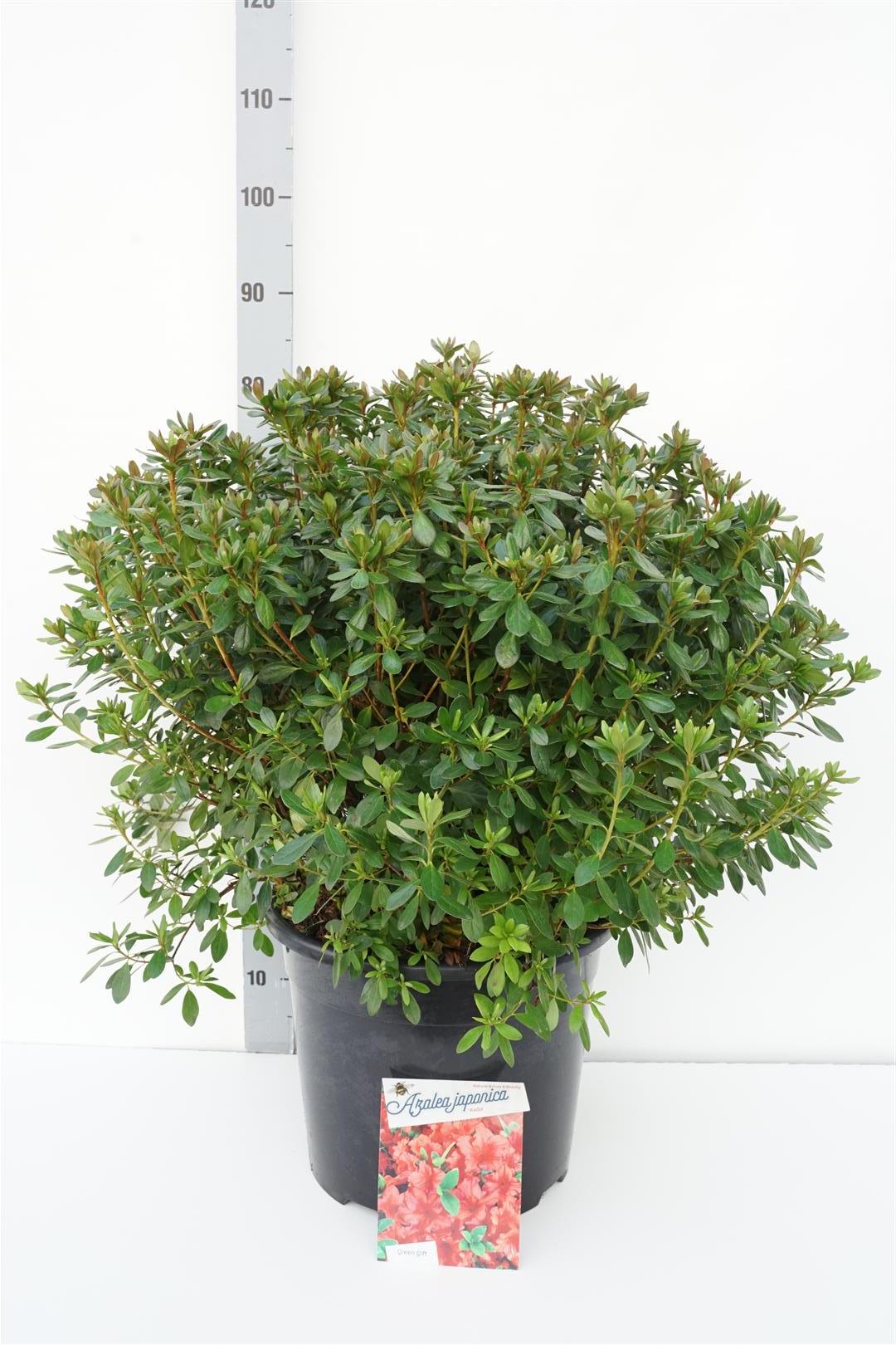 Rhododendron (AJ) &
