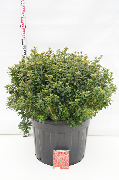 Rhododendron (AJ) &