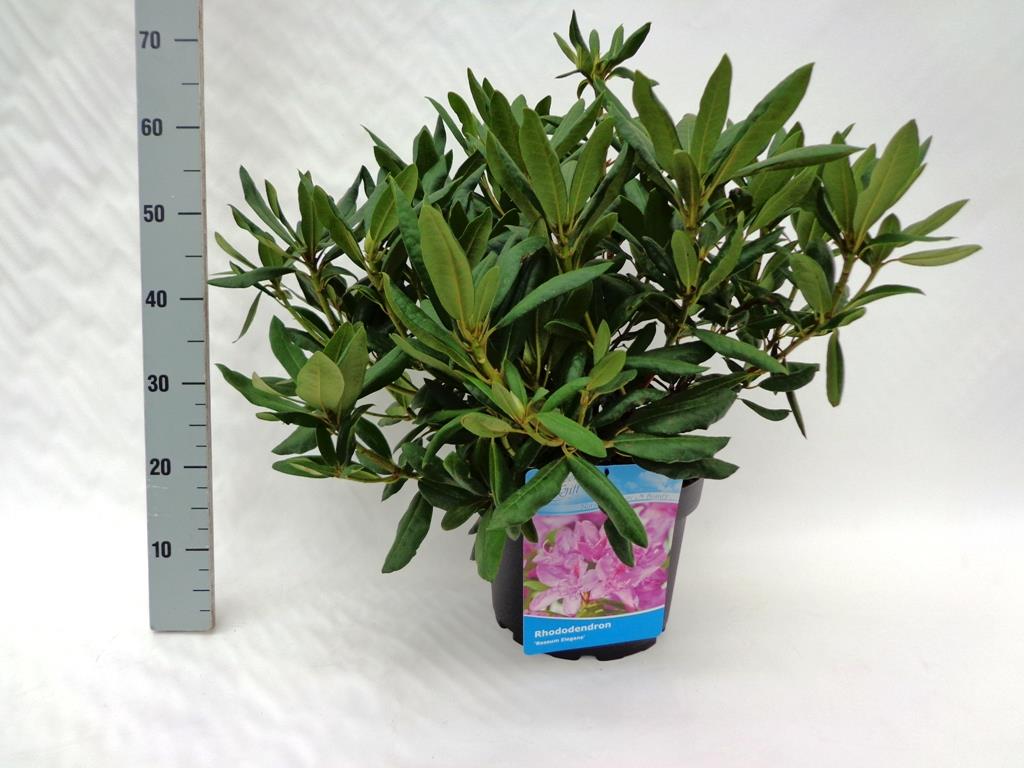 Rhododendron &