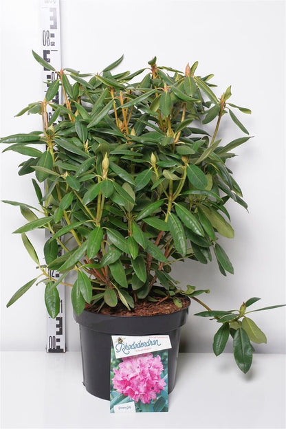 Rhododendron &