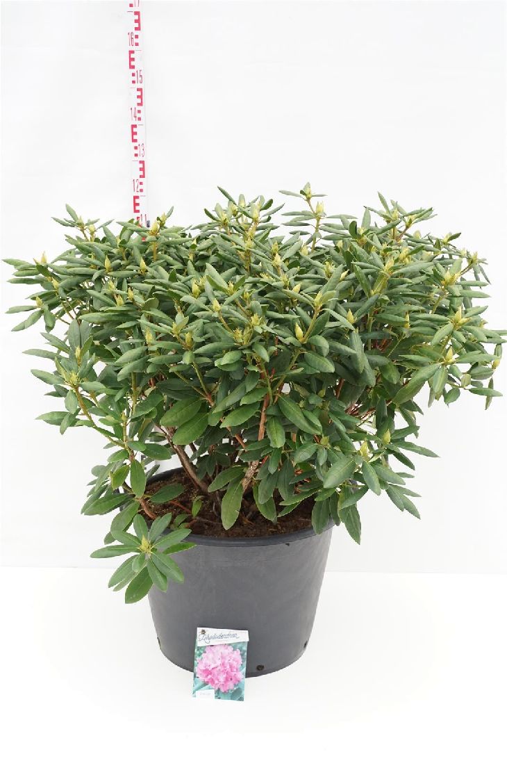 Rhododendron &