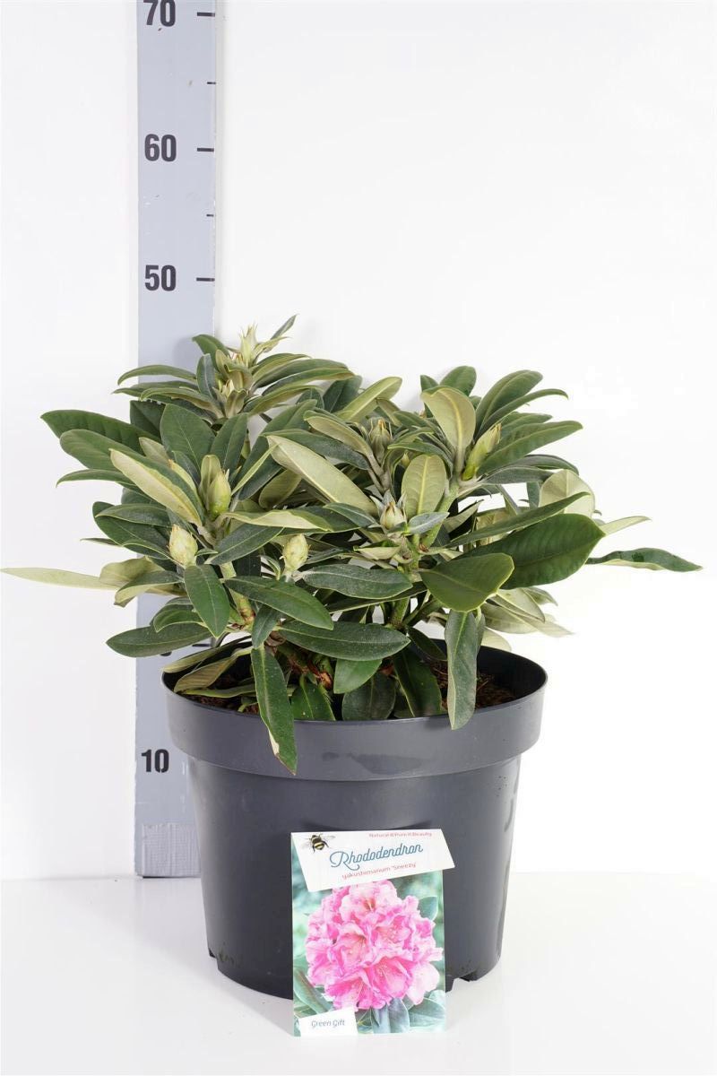 Rhododendron (Y) &