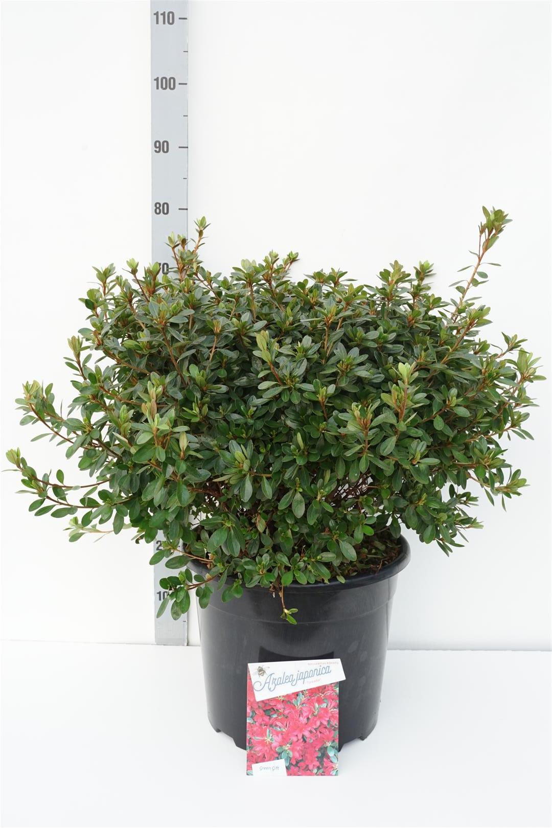 Rhododendron (AJ) &