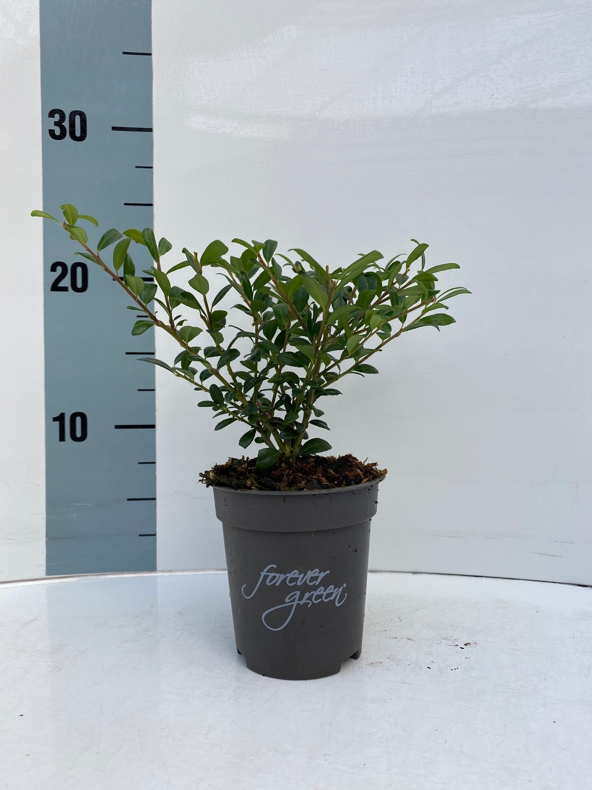 Ilex crenata &