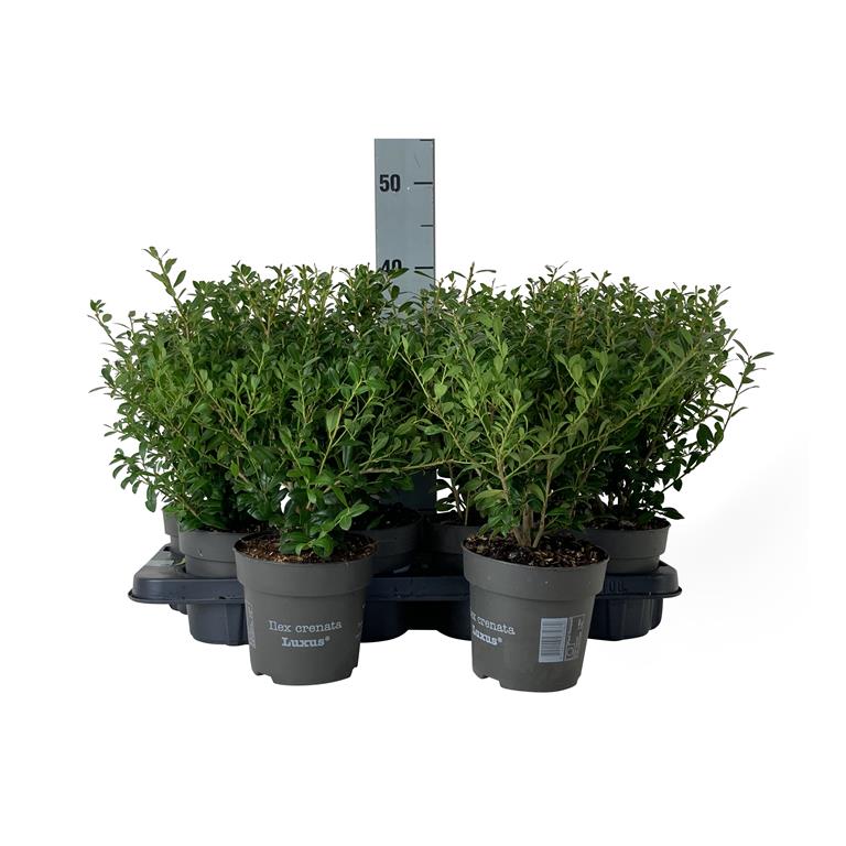 Ilex crenata &