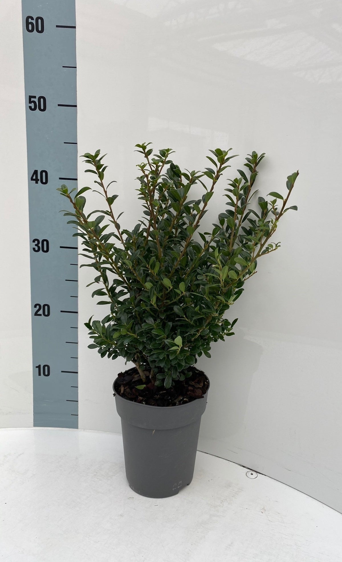 Ilex crenata &