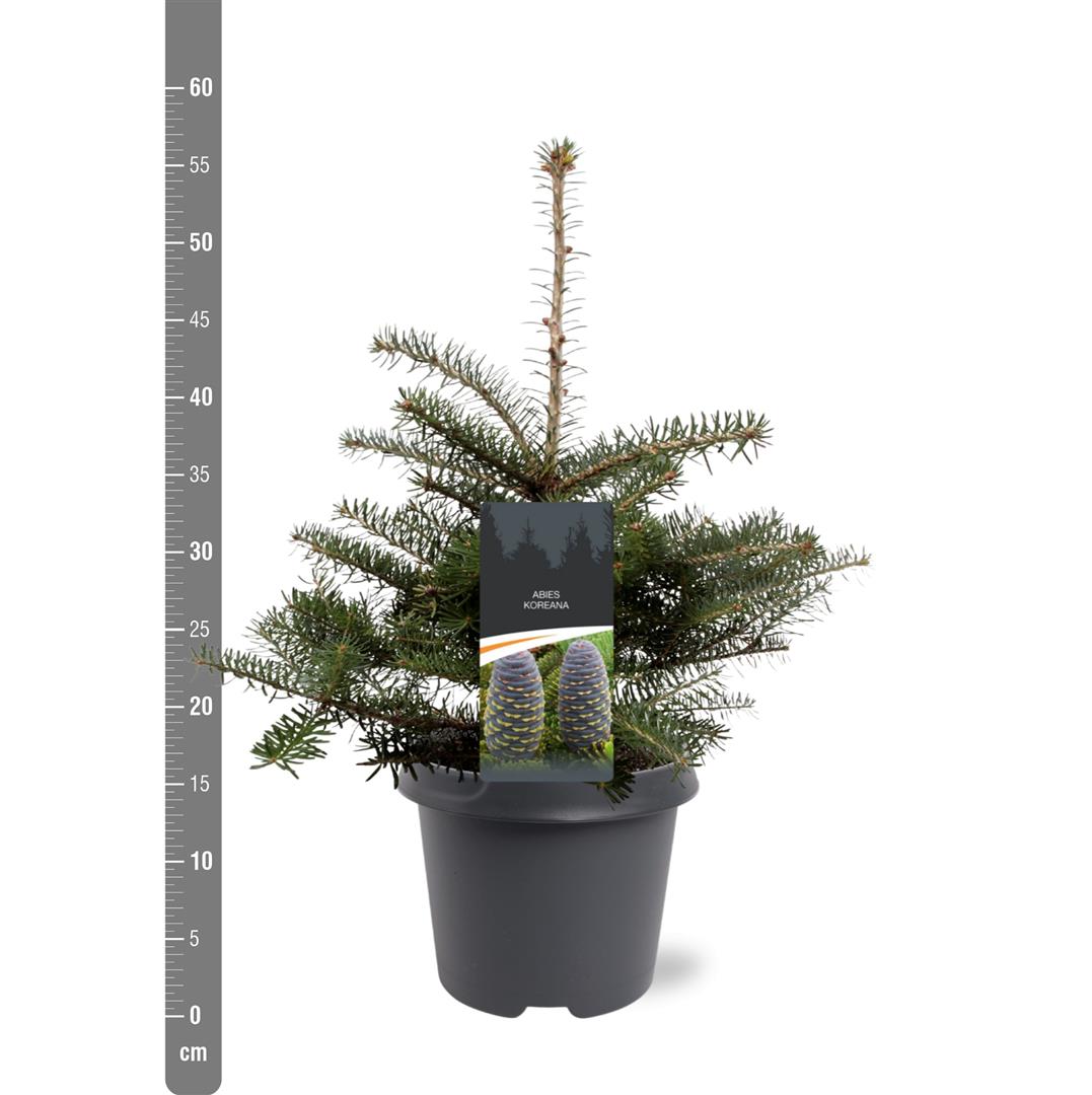 Abies koreana 30-40 cm, C5 (5 liters kruka)