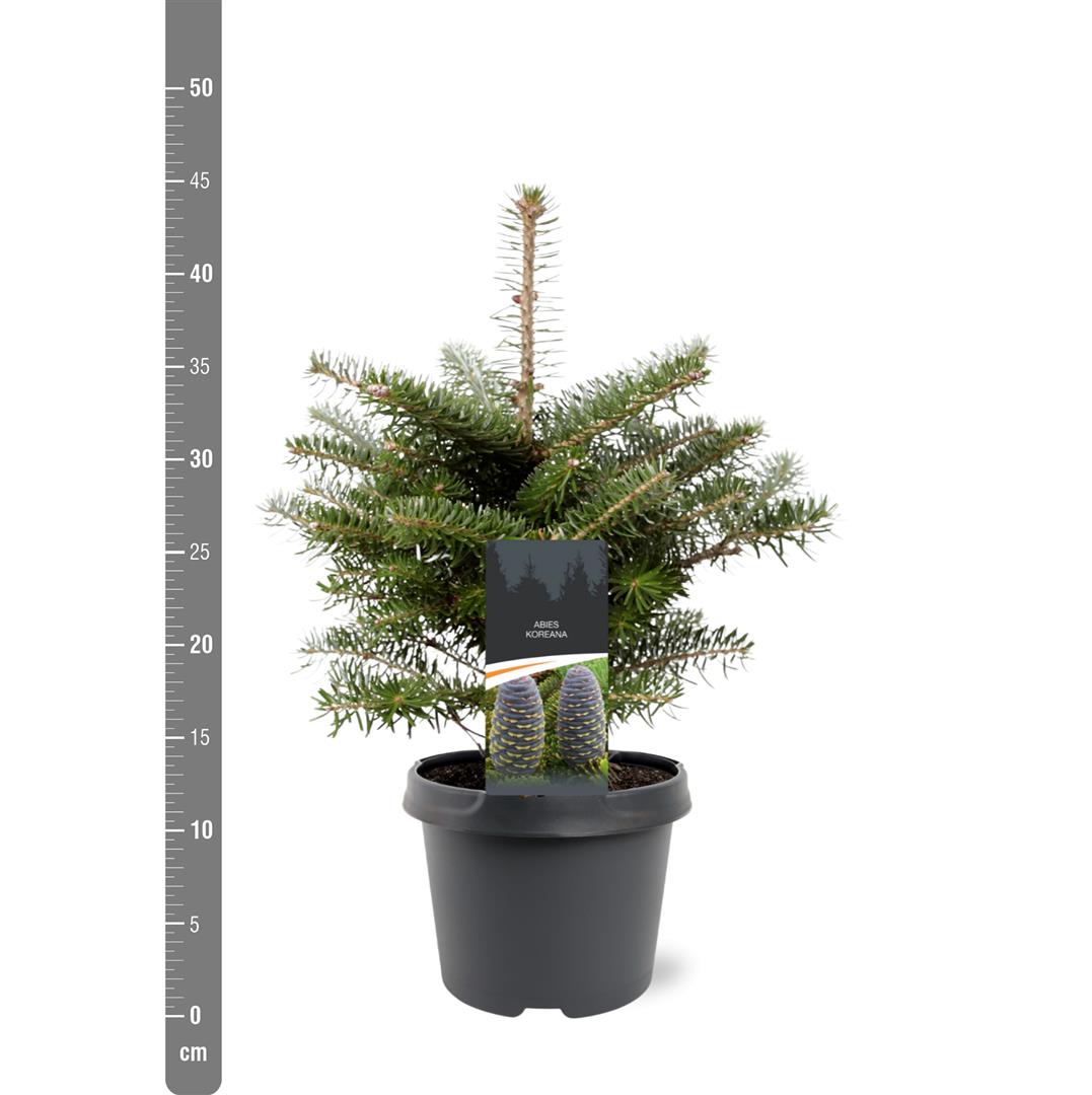 Abies koreana C3 (3 liters kruka) 25-30 cm