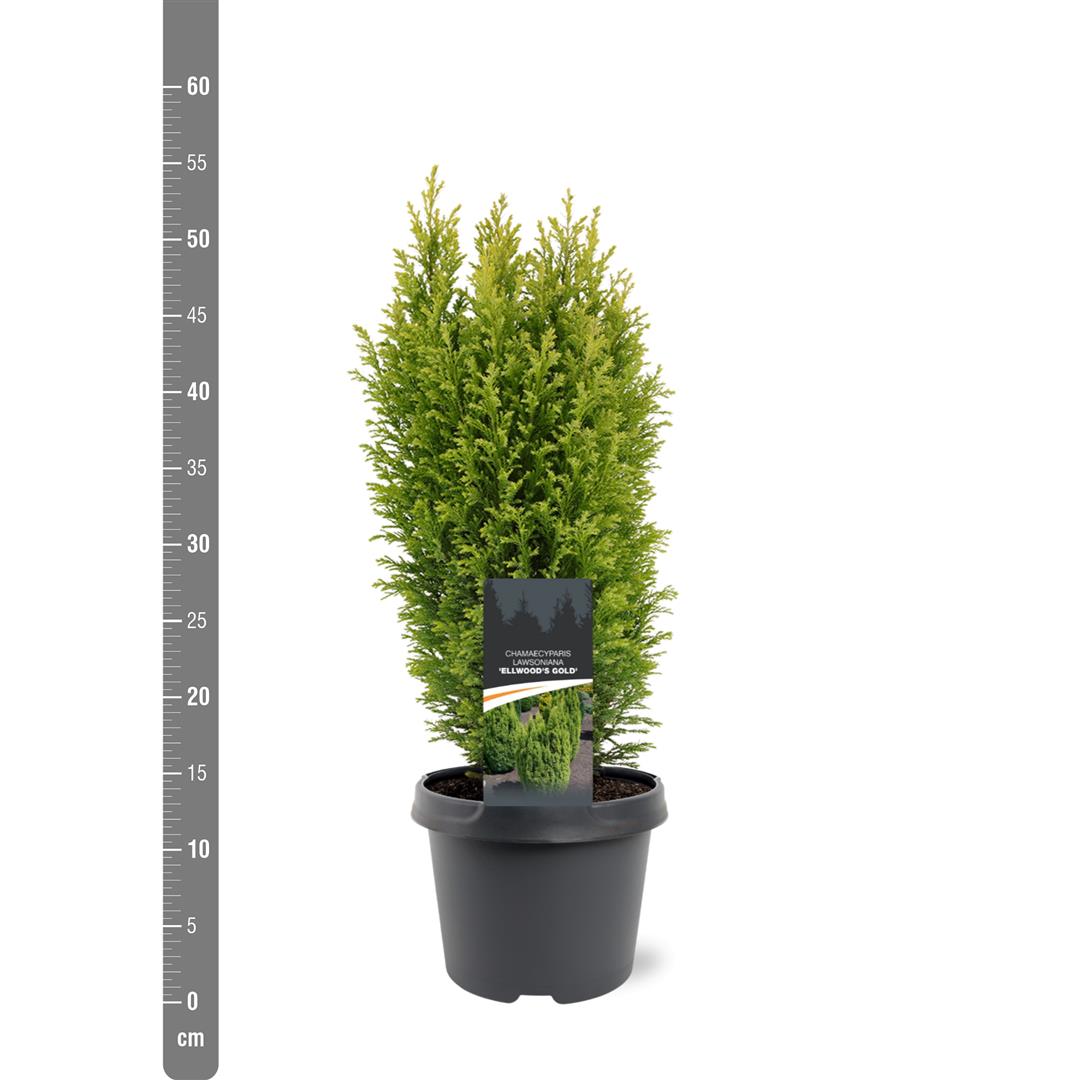 Chamaecyparis l. &