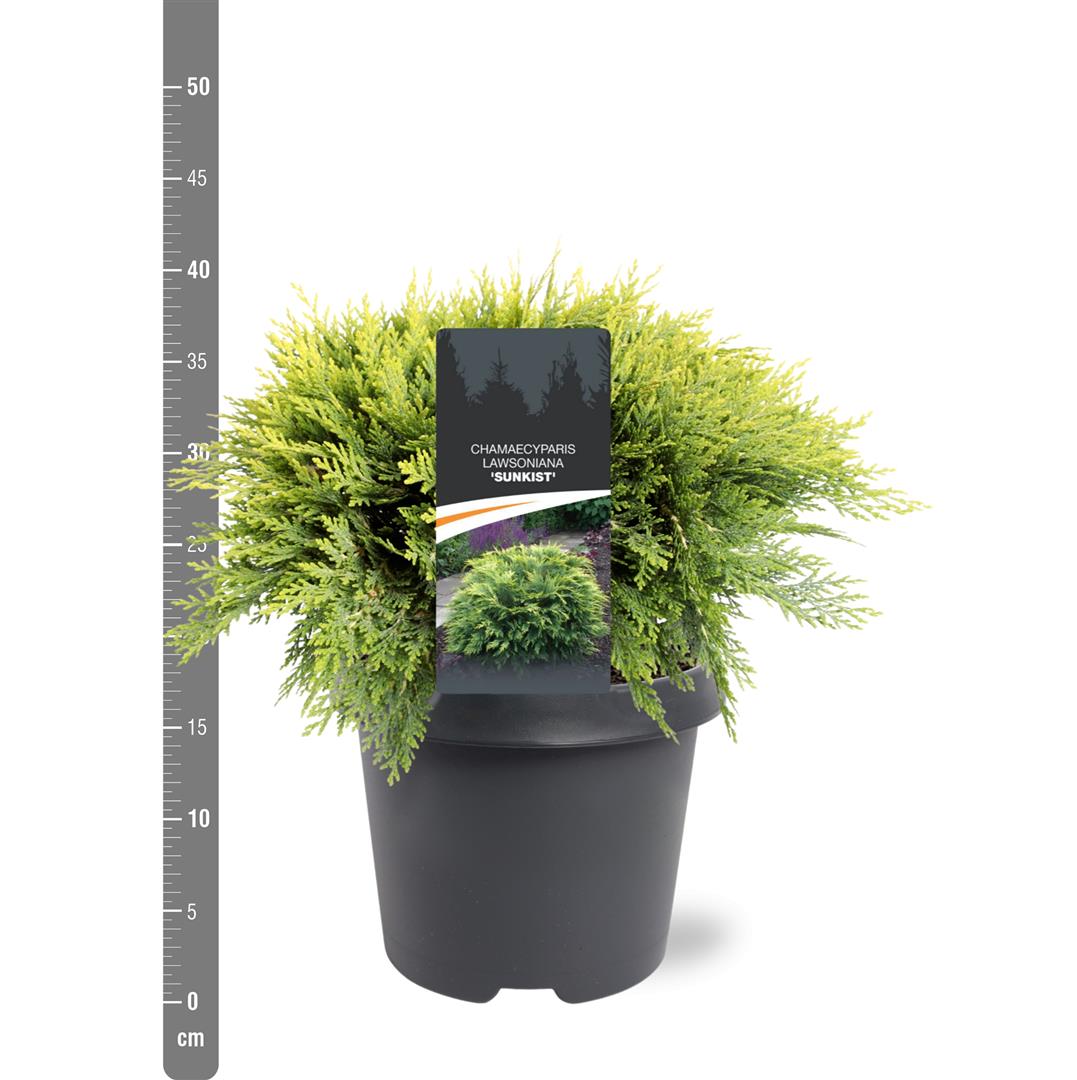 Chamaecyparis l. &